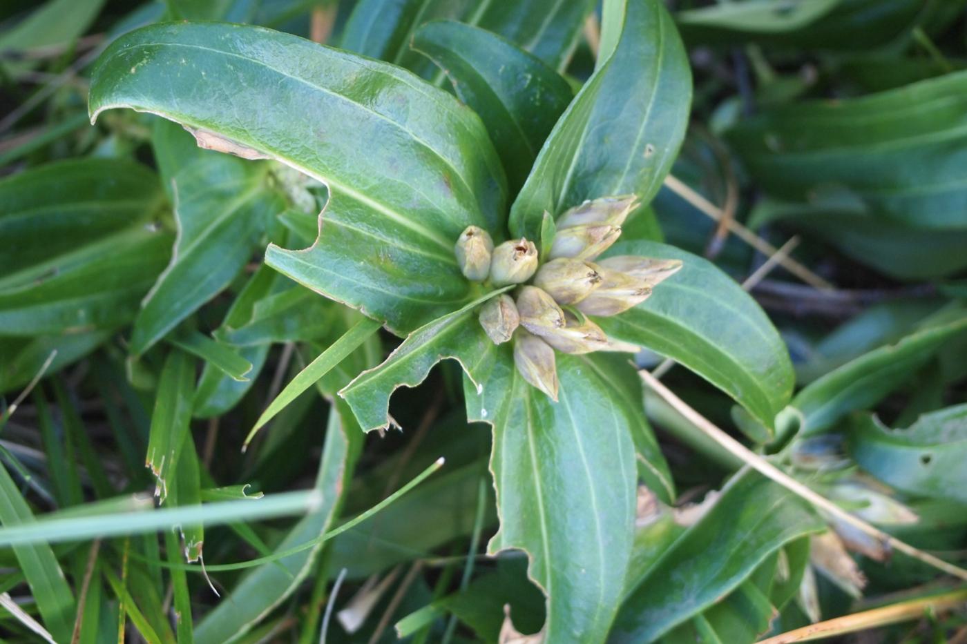 Gentian, Cross fruit